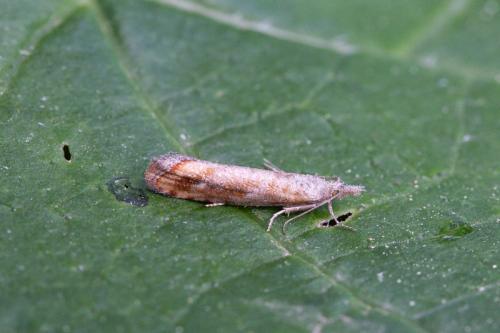 Rhyacionia walsinghami